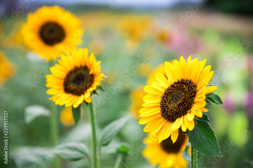 Fototapeta Naklejka Na Ścianę i Meble -  Field of blooming sunflowers, summer