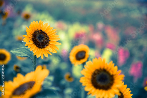 Fototapeta Naklejka Na Ścianę i Meble -  Field of blooming sunflowers, summer