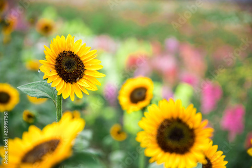 Fototapeta Naklejka Na Ścianę i Meble -  Field of blooming sunflowers, summer