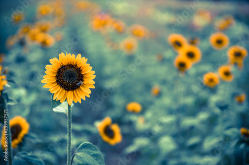 Fototapeta Naklejka Na Ścianę i Meble -  Field of blooming sunflowers, summer