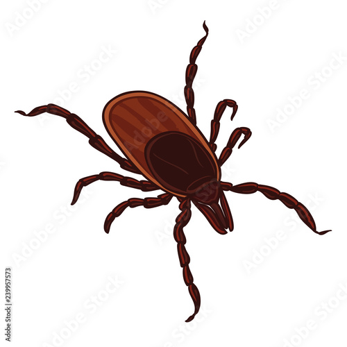Tick isolated on white background. Tick parasite. Sketch of Tick. Vector illustration