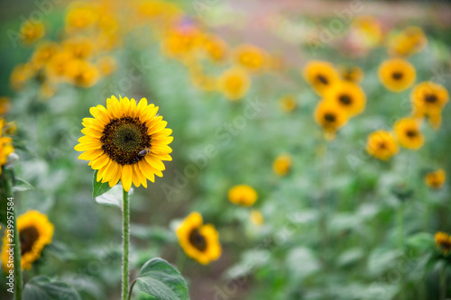 Fototapeta Naklejka Na Ścianę i Meble -  Field of blooming sunflowers, summer