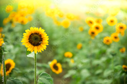 Fototapeta Naklejka Na Ścianę i Meble -  Field of blooming sunflowers, summer