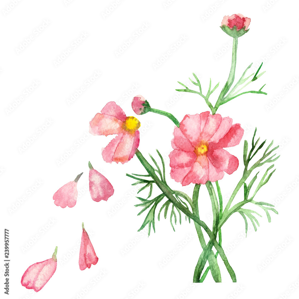 Watercolor delicate pink flowers on green stems with needle leaves with falling petals isolated on white background. Watercolor delicate pink flowers on green stems with needle leaves with falling petals isolated on white background.