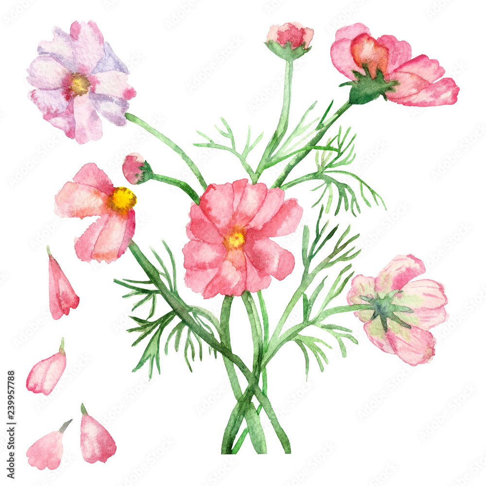 Watercolor delicate pink flowers on green stems with needle leaves with falling petals isolated on white background.