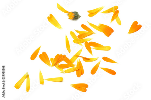 marigold flowers with petals isolated on white background. calendula flower. top view photo