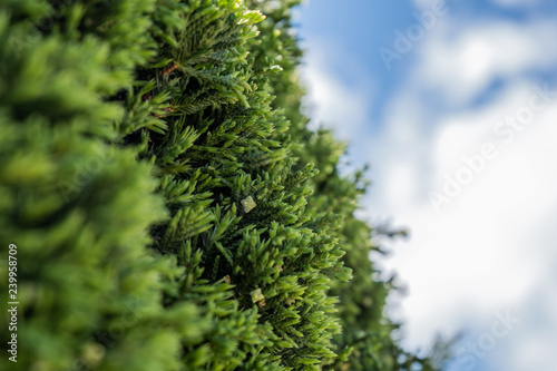 Pine bush with blue sky background