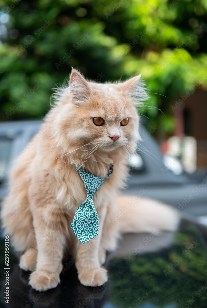 Obraz premium Cute cat with tie on the car loop