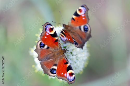 Peacock butterfly (Aglais io)
