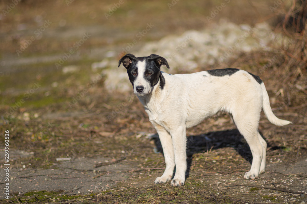 Portrait of stray black and white puppy looking with hope