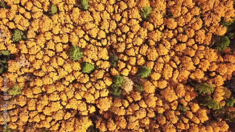Autumn colored trees shooting from drone Autumn colored trees shooting from drone