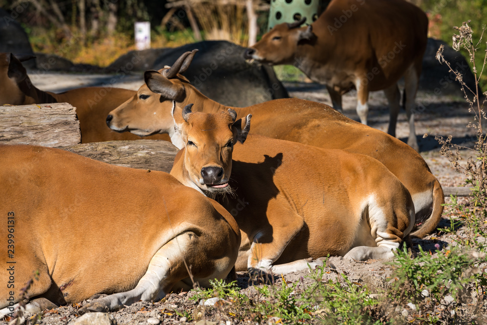 Banteng - Bos javanicus