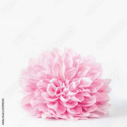 Close up of pastel pink flower bloom on white background, with copy space can used for greeting, nature, garden or cosmetic concepts templates