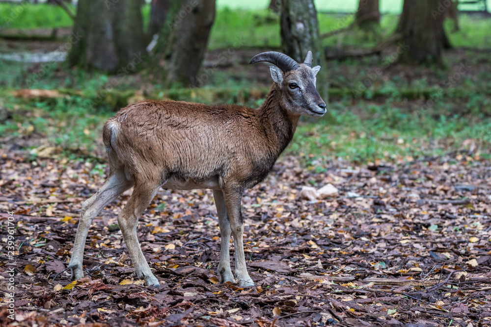 Europäischer Mufflon - Ovis gmelini musimon, Europäischer Mufflon - Ovis gmelini musimon,