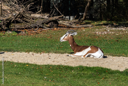 Mhorr-Gazelle - Gazella dama mhorr photo