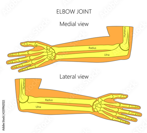 Vector illustration of a human elbow joint anatomy. Medial and lateral view of the bones of the arm. For advertising, medical publications