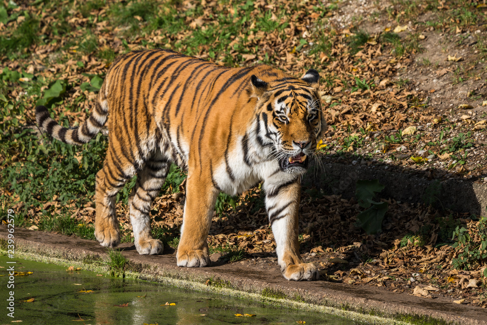 Fototapeta premium Tygrys - Panthera tigris