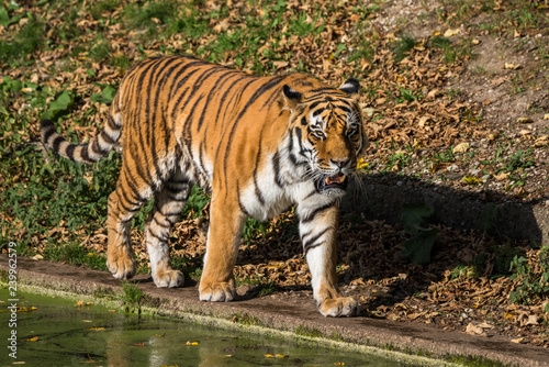 Fototapeta Naklejka Na Ścianę i Meble -  Tiger - Panthera tigris