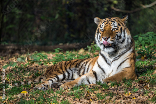 Fototapeta Naklejka Na Ścianę i Meble -  Tiger - Panthera tigris
