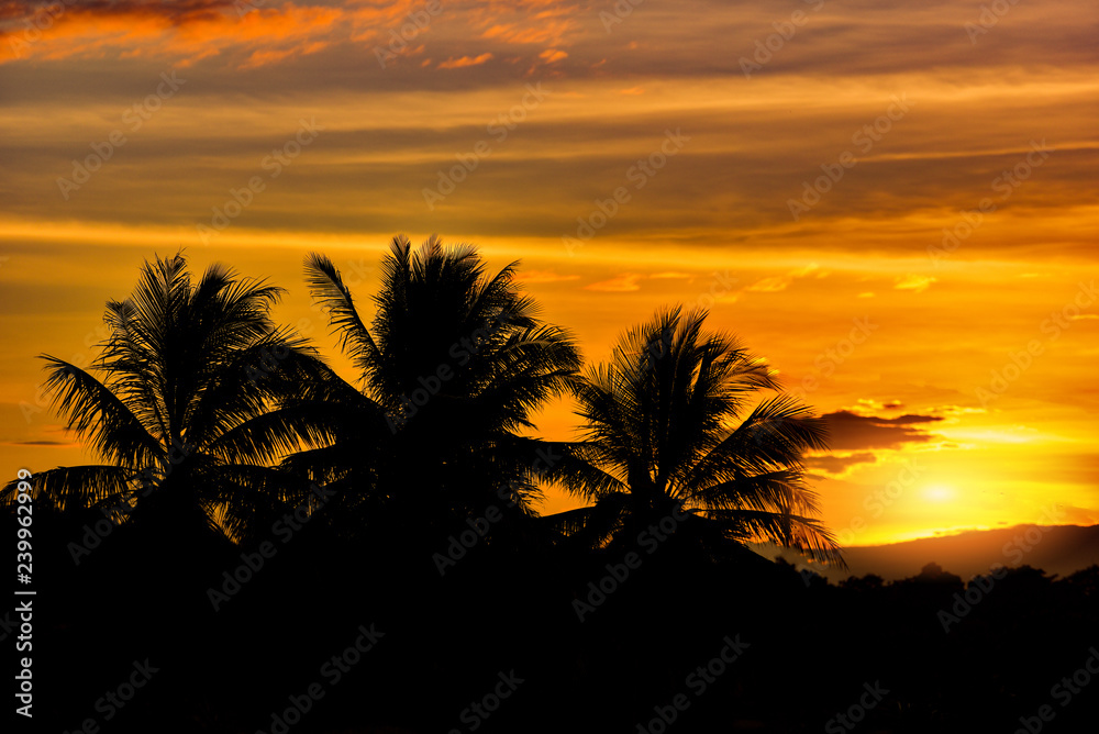 Fototapeta premium silhouette tree sunset coconut tree tropical plant tree on sunset Silhouette coconut palm trees on beach