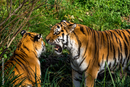 Fototapeta Naklejka Na Ścianę i Meble -  Tiger - Panthera tigris