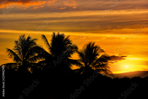 silhouette tree sunset coconut tree  tropical plant tree on sunset Silhouette coconut palm trees on beach