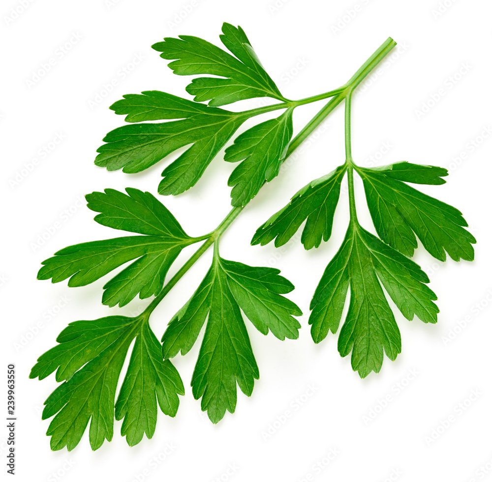 Parsley isolated on white Parsley isolated on white