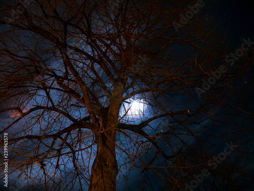 Yesterday’s Moon watching through a mysterious tree in Pfaffenhofen Bavaria
