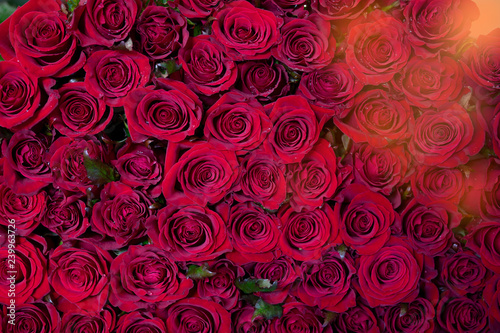 Close up view of claret roses bouquet.   ouquet of burgundy roses in the sun s rays Top view.