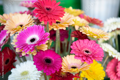Mixed Gerberas pink yellow orange white and red. Bouquet Gerberas