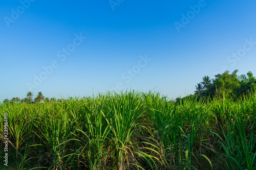 Sugar cane farm