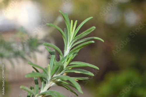 rosemary herb plant 