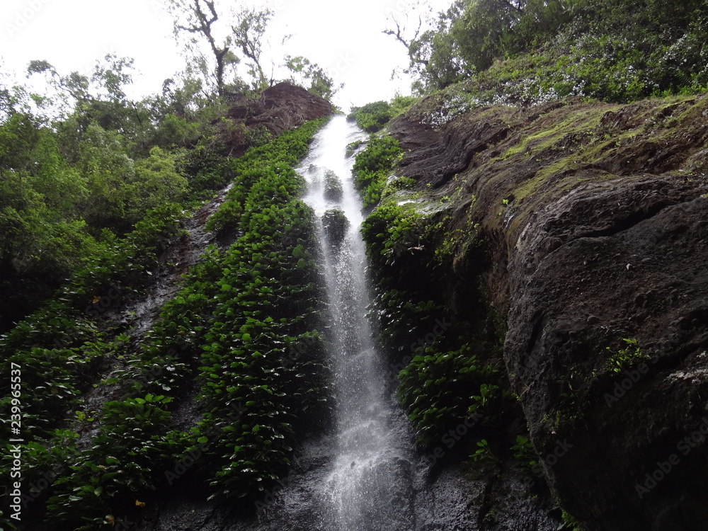 Fototapeta premium waterfall in forest