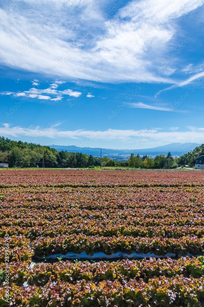 秋の浅間山麓広域農道「浅間サンライン」 StockFoto Adobe Stock