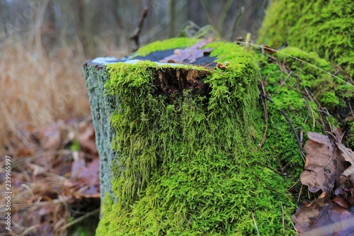pieniek w lesie porośnięty zielonym mchem 
