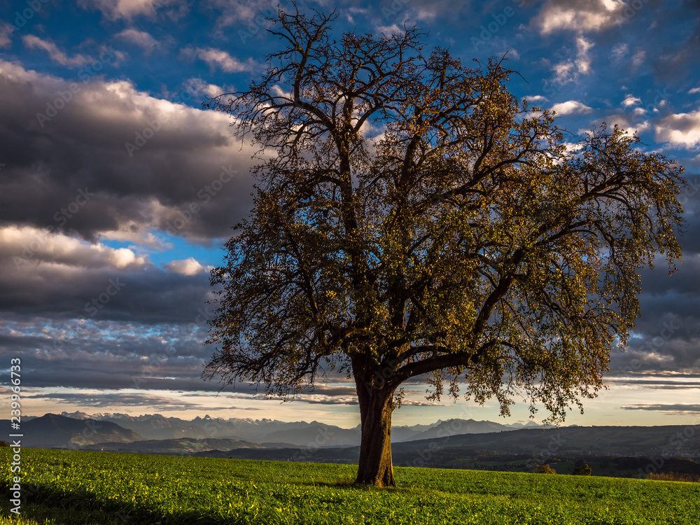 Fototapeta premium Baum