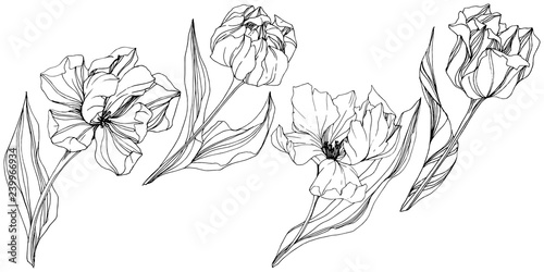 Vector Tulip Black and white engraved ink art. Floral botanical flower. Isolated tulip illustration element.
