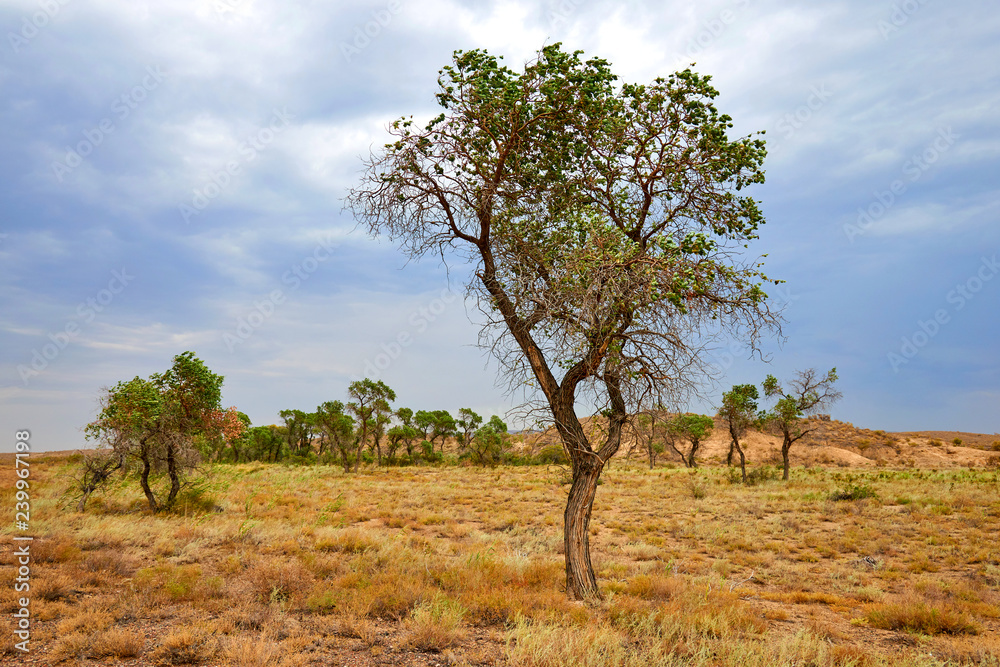 Tree turanga (Populus pruinosa) in the desert steppe. Turanga - relic poplar. Tree turanga (Populus pruinosa) in the desert steppe. Turanga - relic poplar.