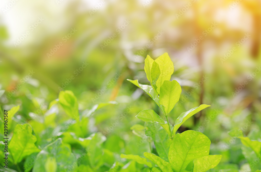 Fresh green tree leaf on blurred background in the summer garden with rays of sunlight.