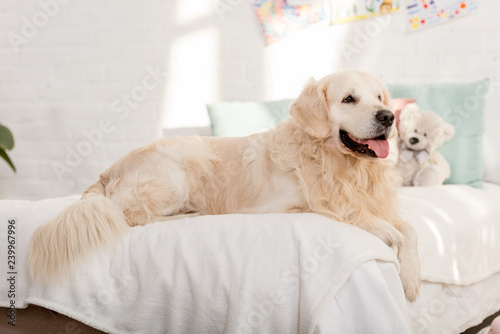 golden retriever dog lying on bed in children room