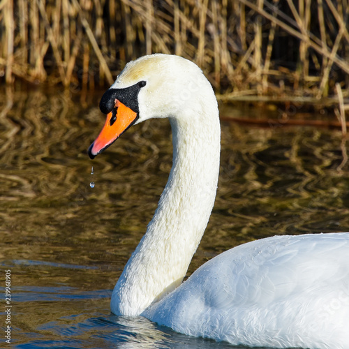 White swan head close up 
