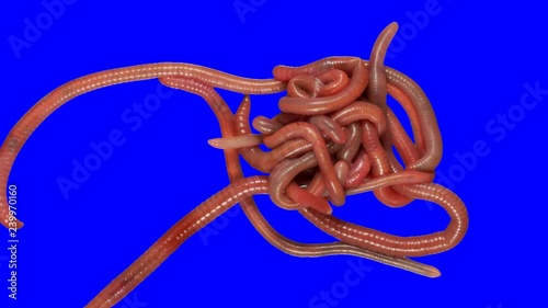 Roll of earthworms creep. Footage with alpha channel (codec: png+alpha with blue background) photo