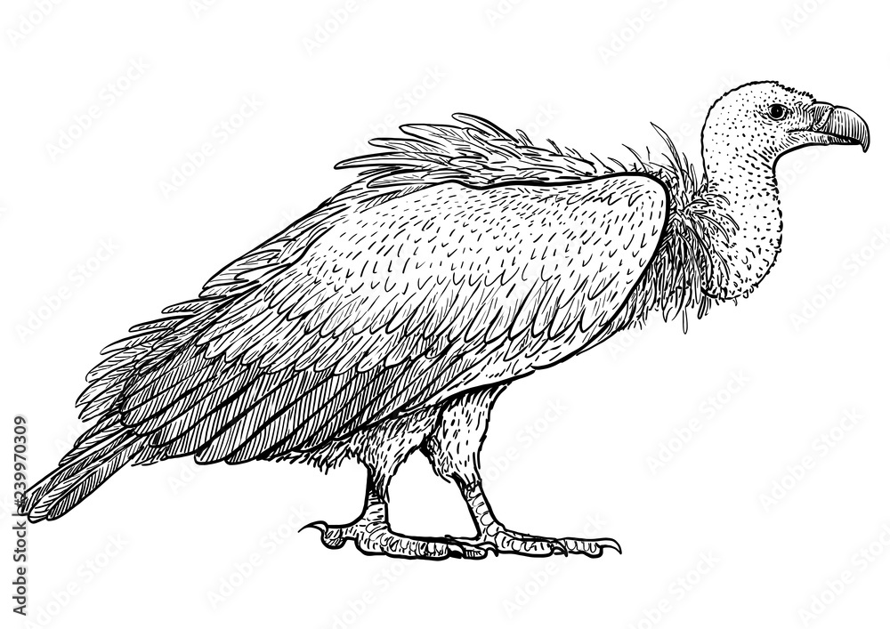 Vulture illustration, drawing, engraving, ink, line art, vector Stock