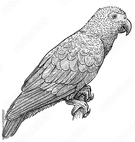 African grey parrot illustration, drawing, engraving, ink, line art, vector