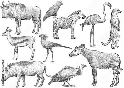 African animal collection, illustration, drawing, engraving, ink, line art, vector