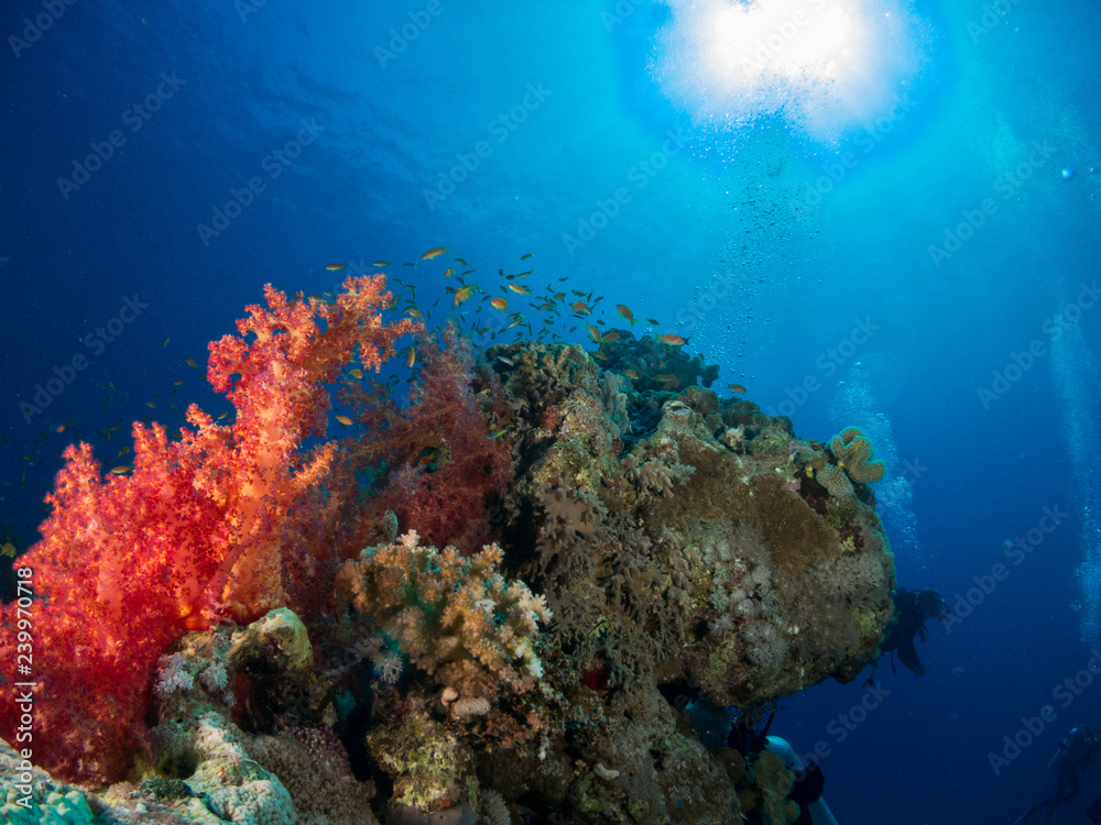 Fototapeta premium seabed with underwater life