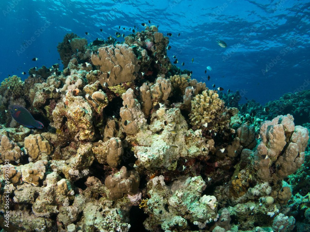 Fototapeta premium seabed with underwater life