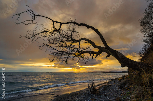 tree at sunset