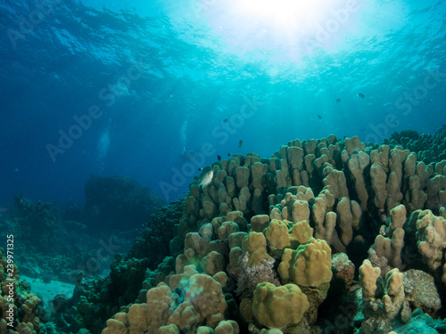 seabed with underwater life