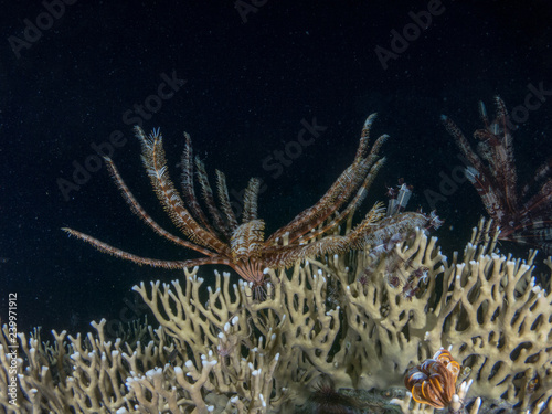 seabed with underwater life